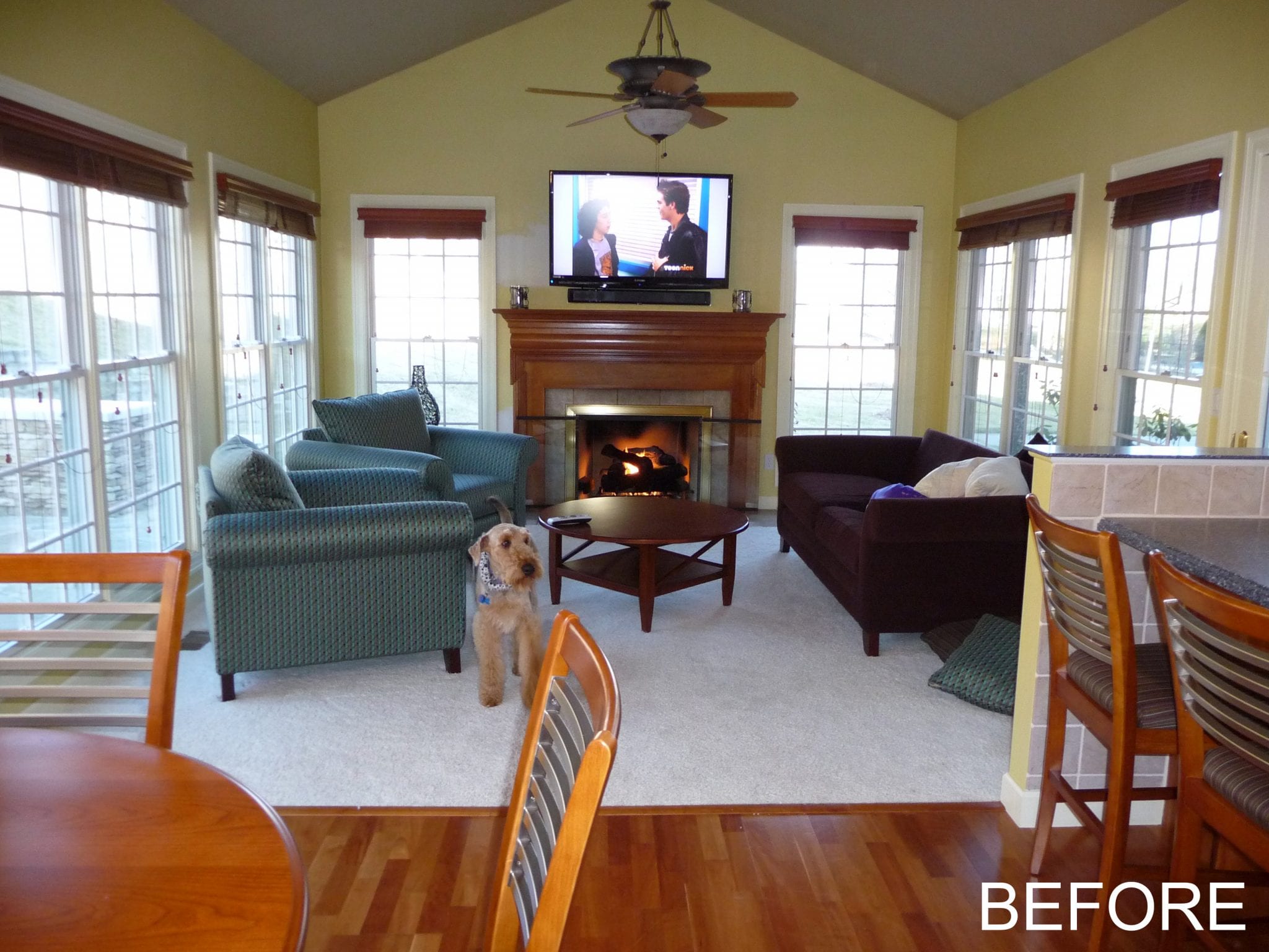 Dog standing beside the sofa